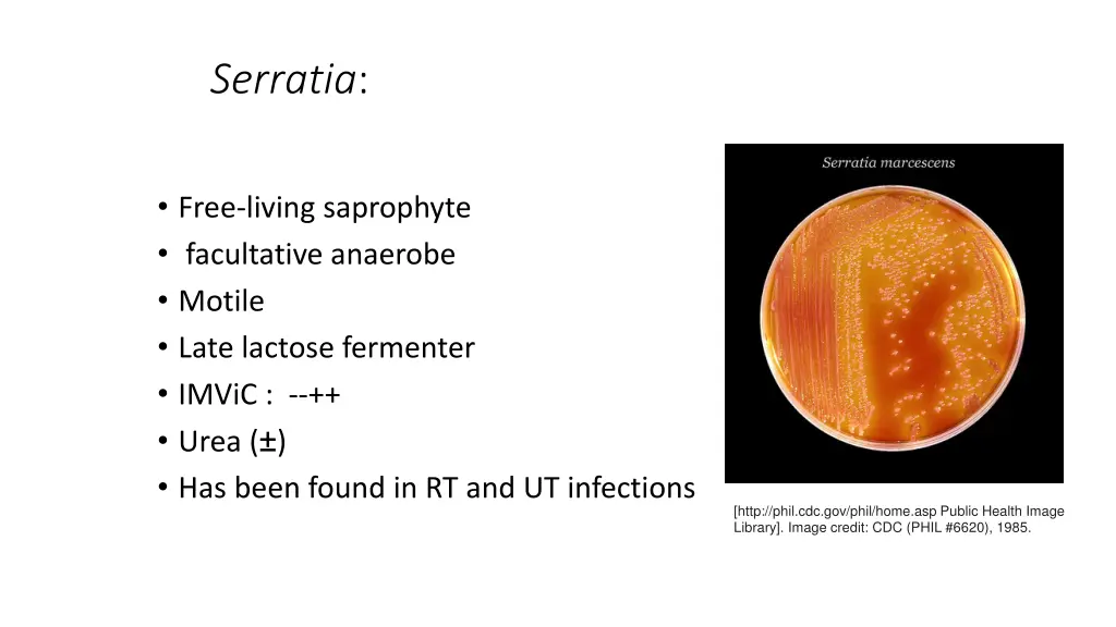 serratia