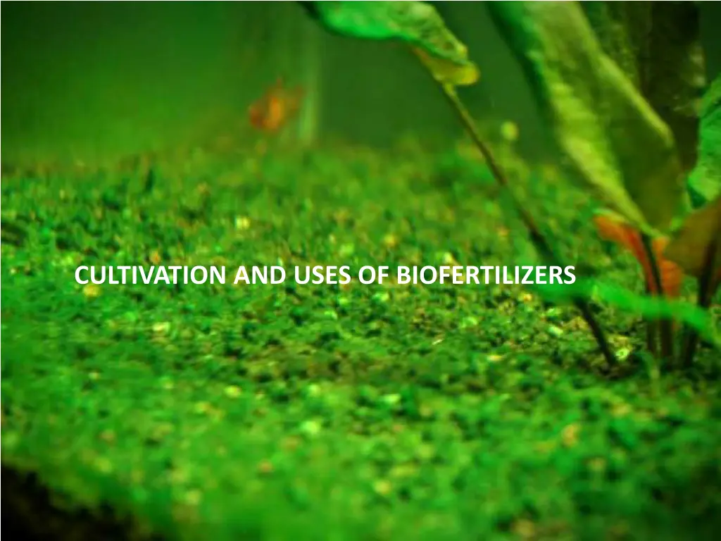 cultivation and uses of biofertilizers