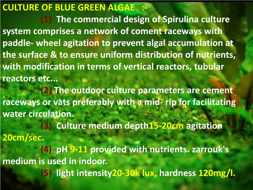 culture of blue green algae 1 the commercial