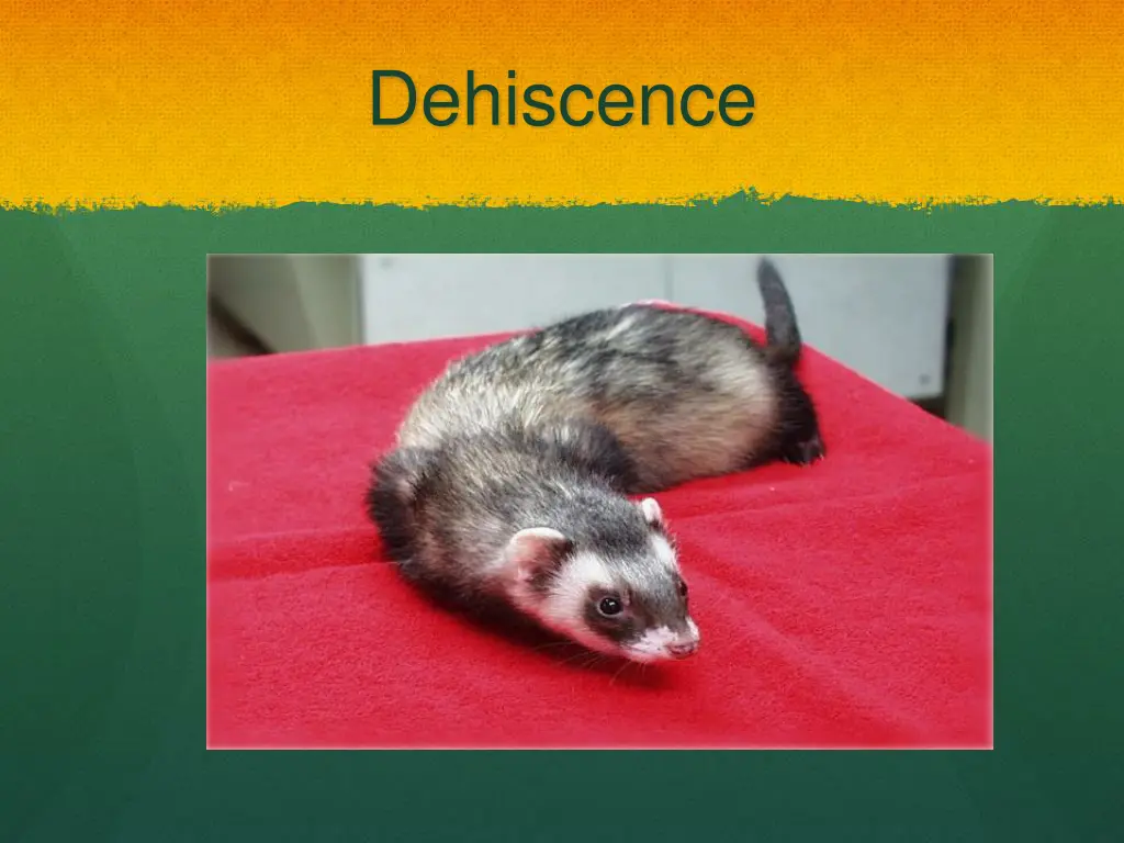 dehiscence