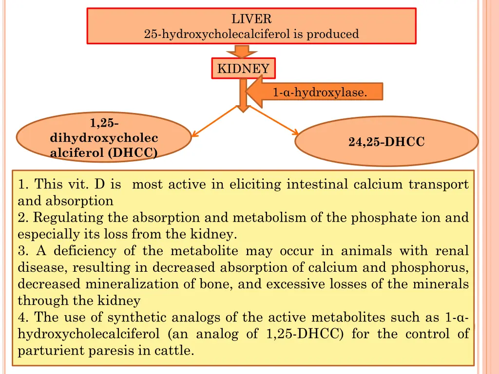 liver