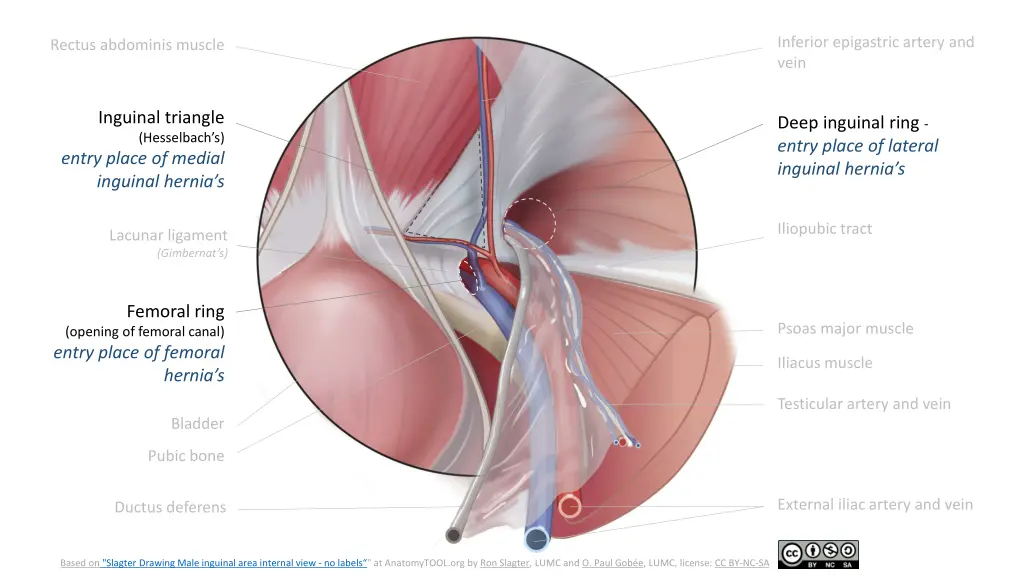 inferior epigastric artery and vein 1