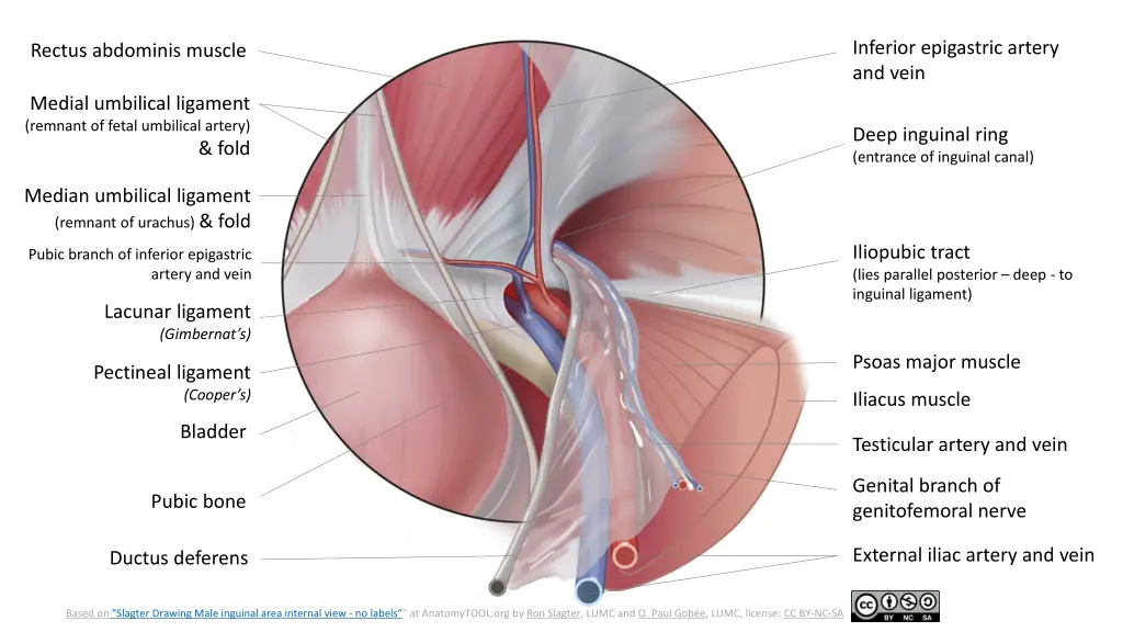 inferior epigastric artery and vein