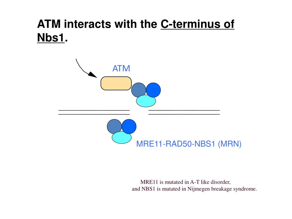 atm interacts with the c terminus of nbs1