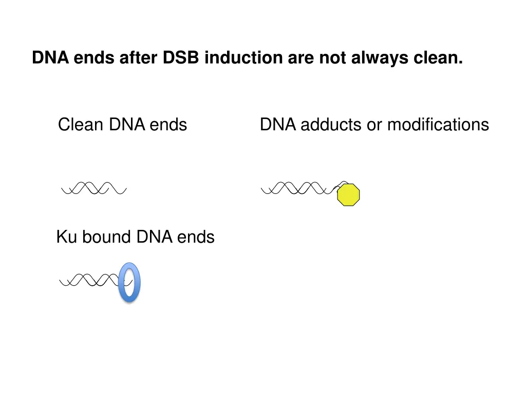 dna ends after dsb induction are not always clean