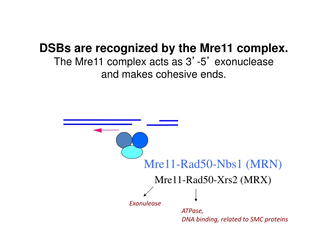 dsbs are recognized by the mre11 complex 1