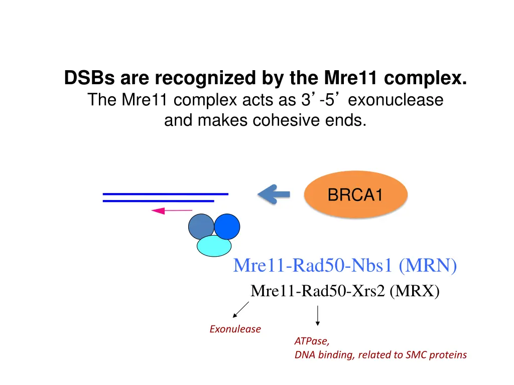 dsbs are recognized by the mre11 complex
