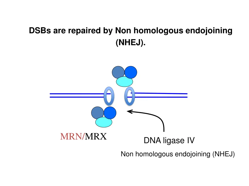dsbs are repaired by non homologous endojoining