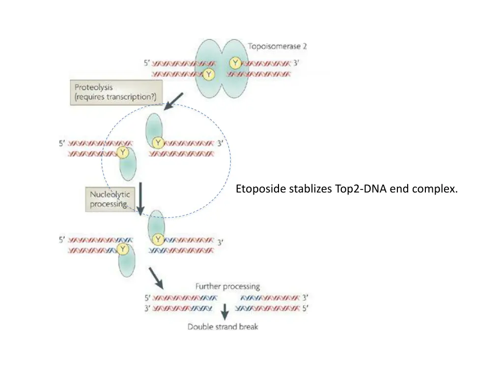 etoposide stablizes top2 dna end complex
