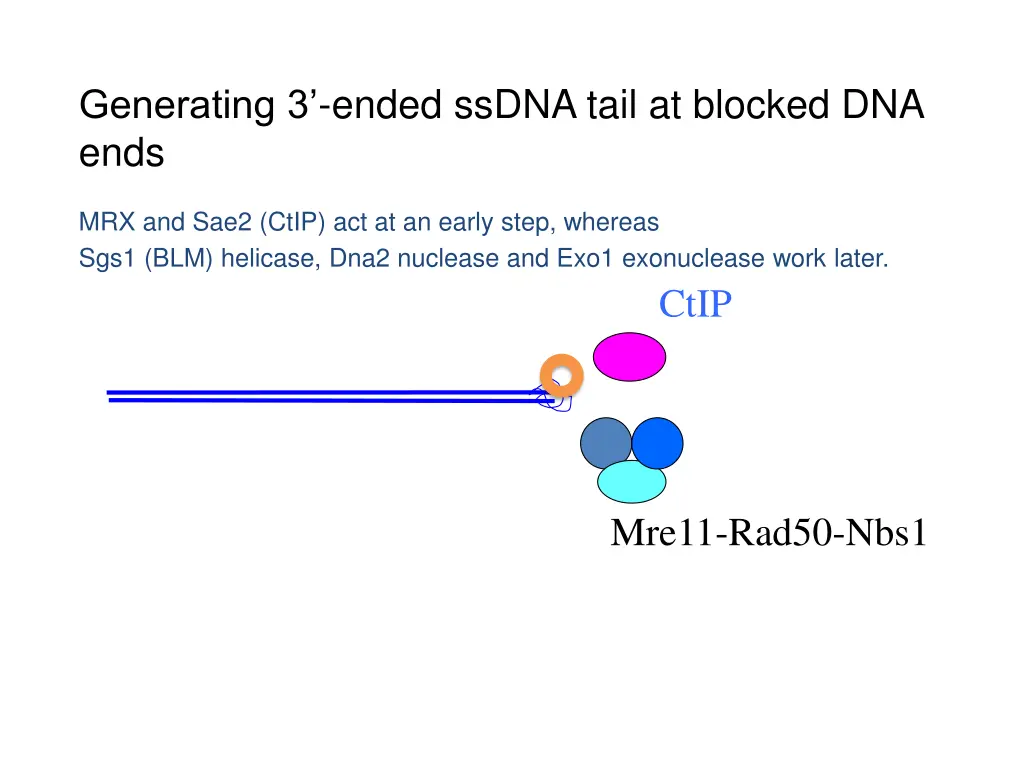 generating 3 ended ssdna tail at blocked dna ends