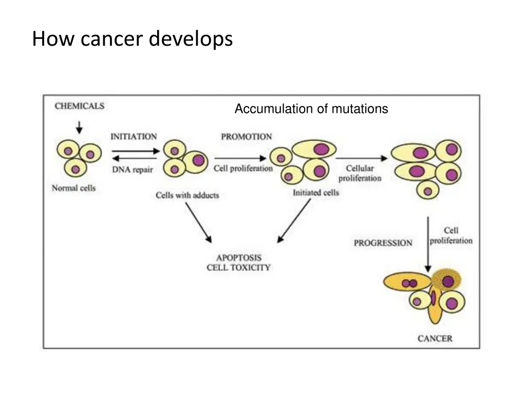 how cancer develops