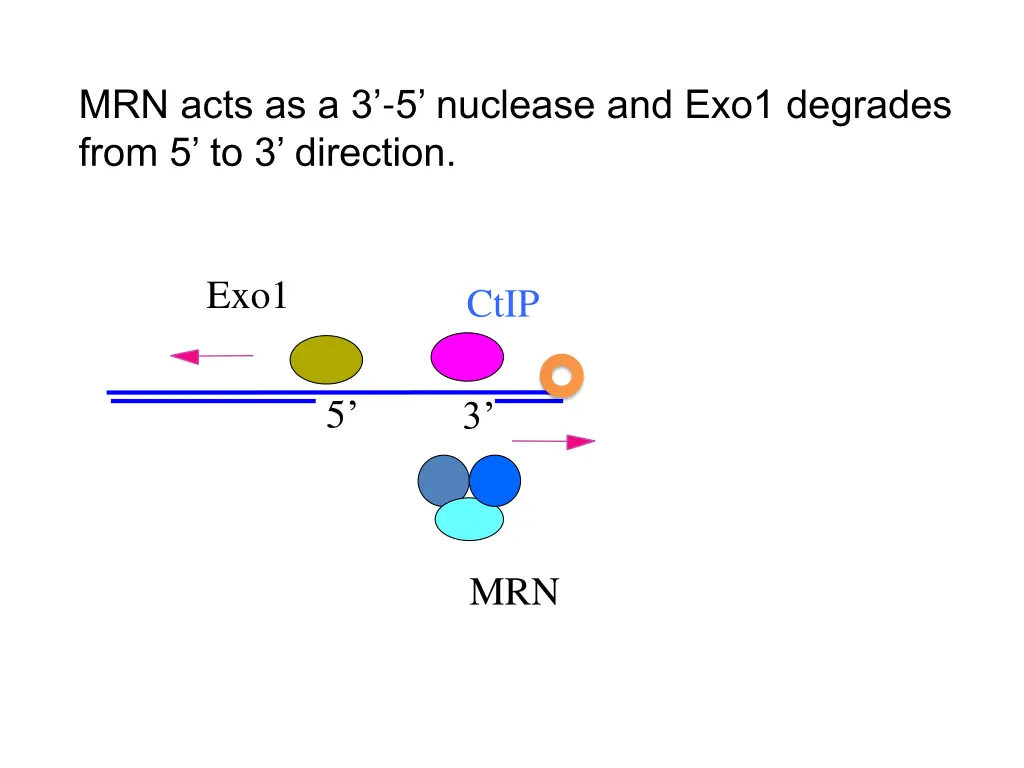 mrn acts as a 3 5 nuclease and exo1 degrades from
