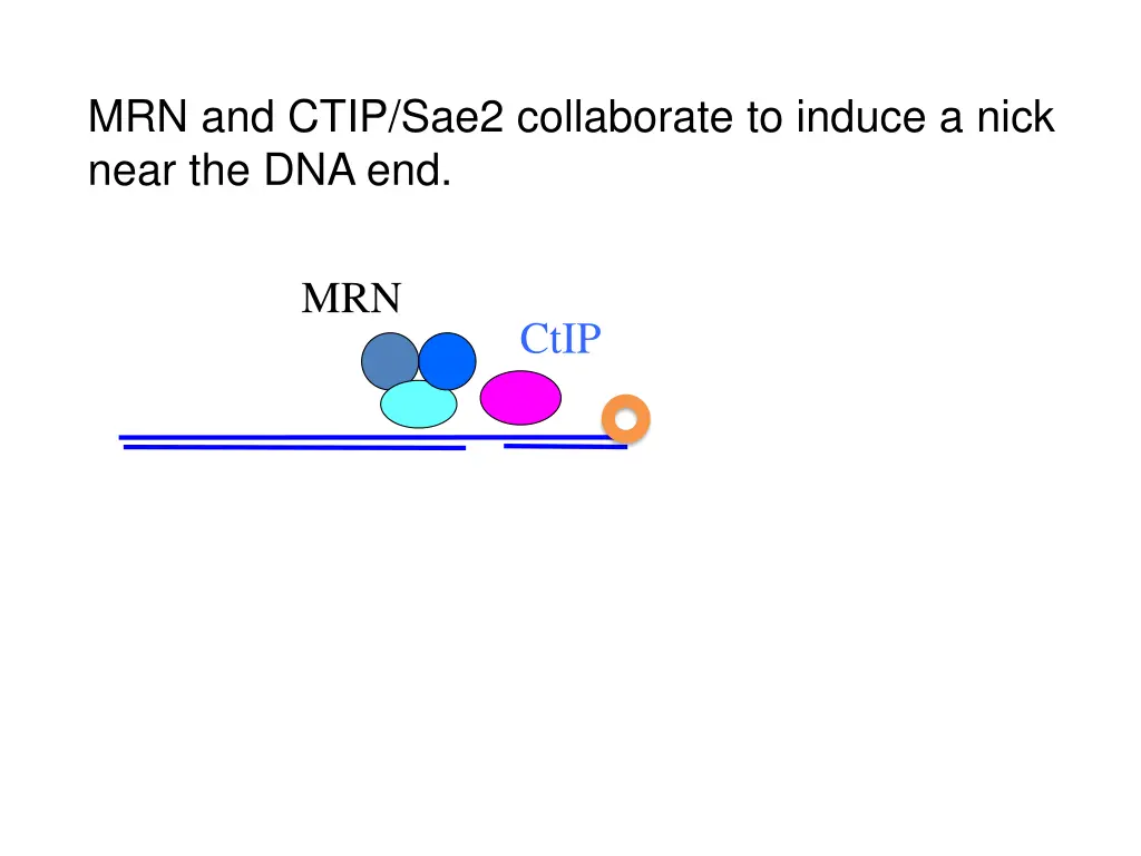 mrn and ctip sae2 collaborate to induce a nick