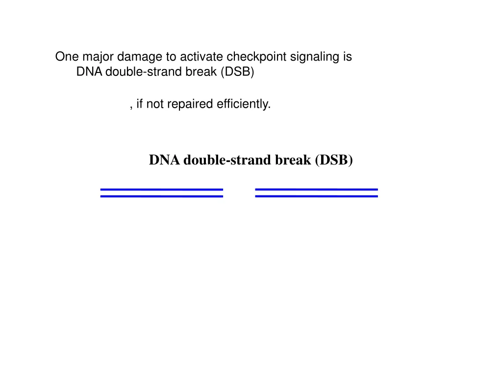one major damage to activate checkpoint signaling