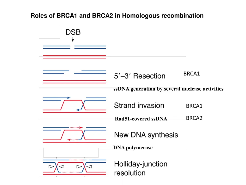 roles of brca1 and brca2 in homologous