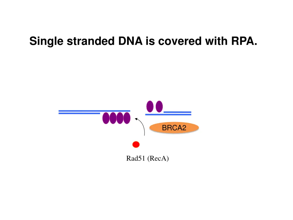 single stranded dna is covered with rpa 1