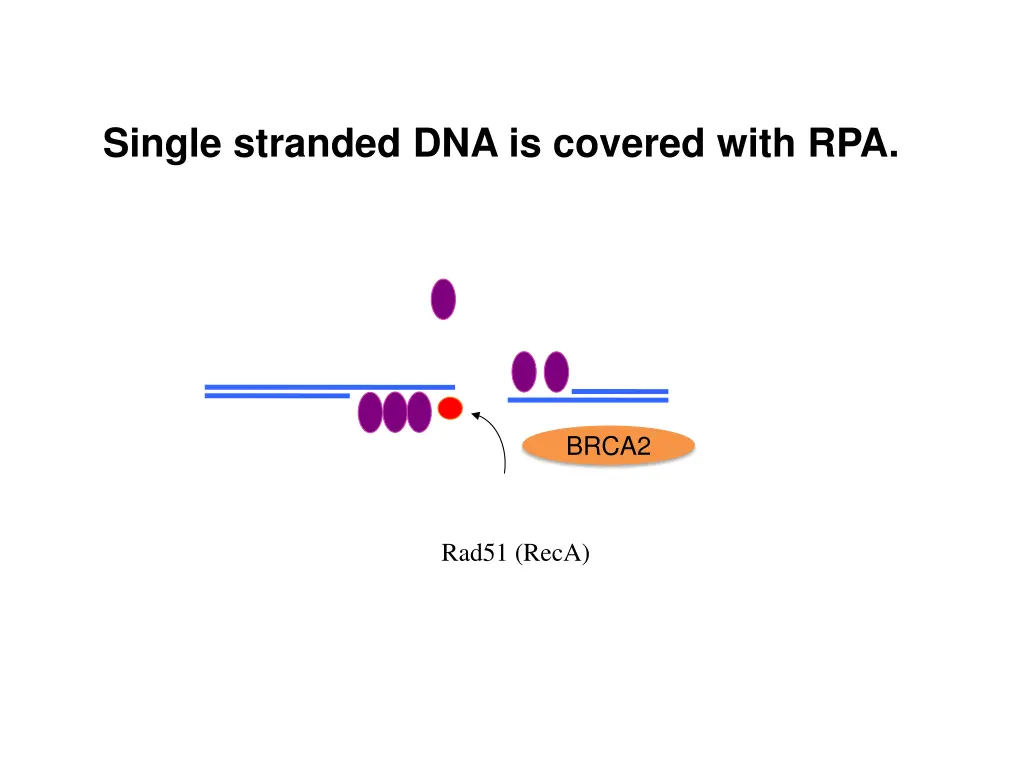 single stranded dna is covered with rpa 2