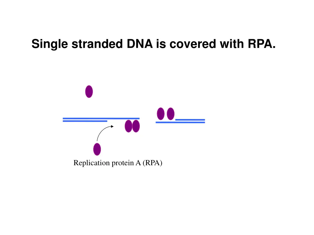 single stranded dna is covered with rpa