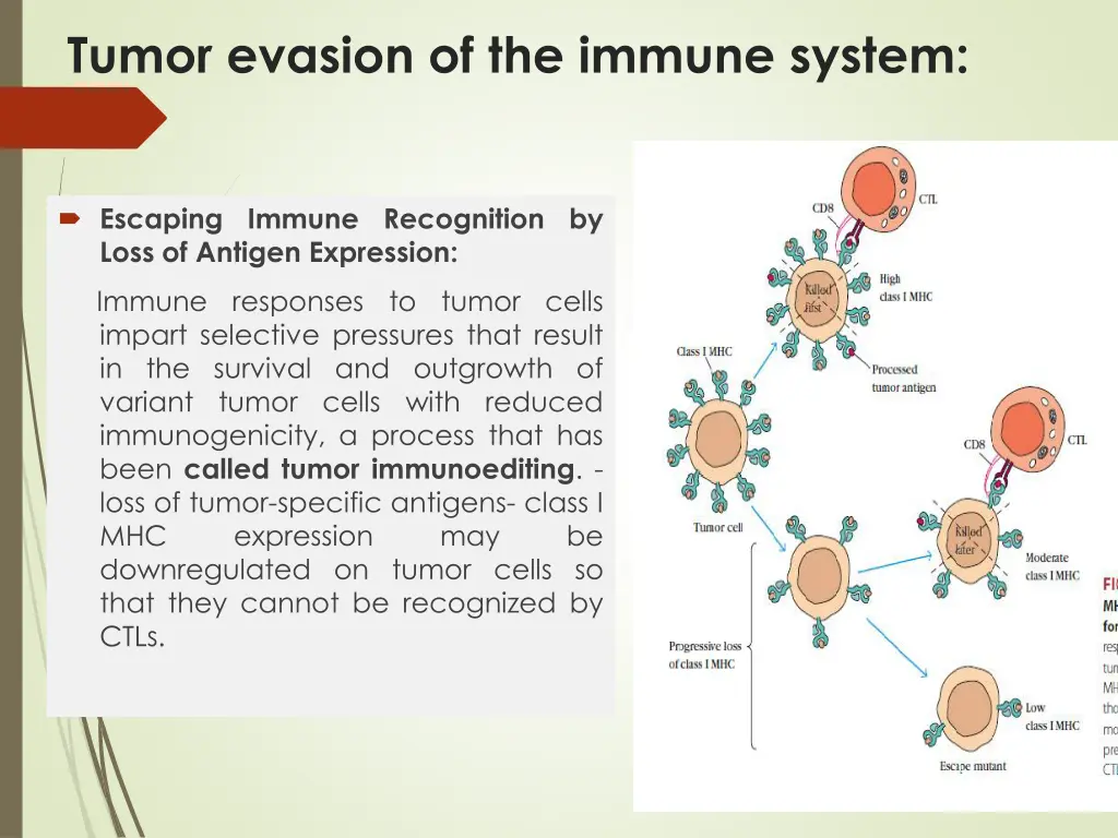 tumor evasion of the immune system