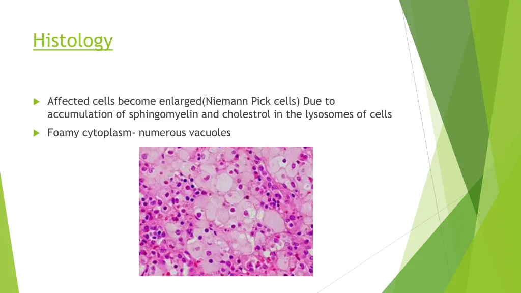 histology 1