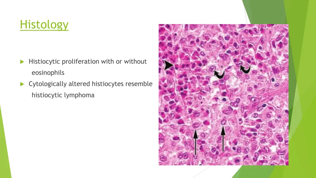 histology 2