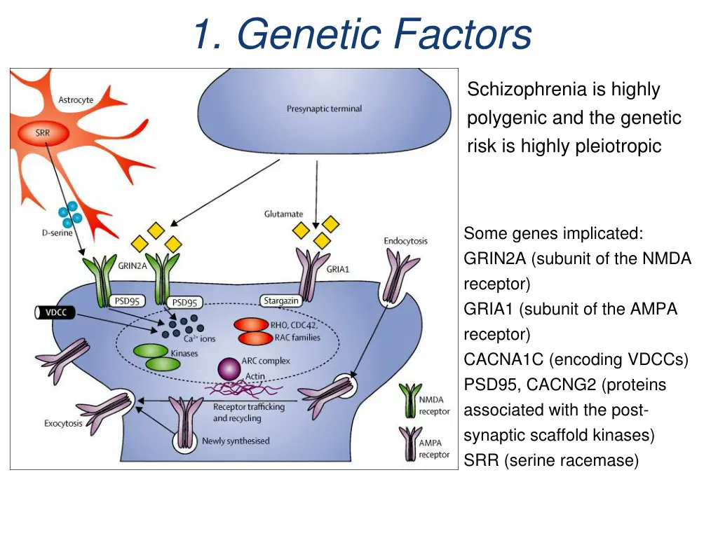 1 genetic factors