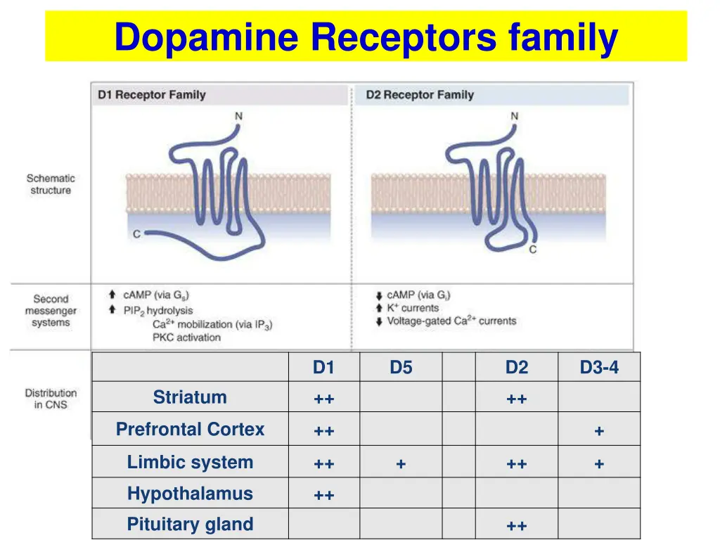dopamine receptors family