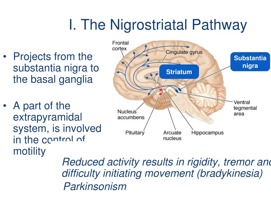 i the nigrostriatal pathway