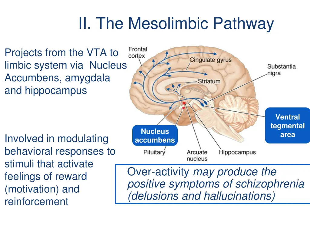 ii the mesolimbic pathway