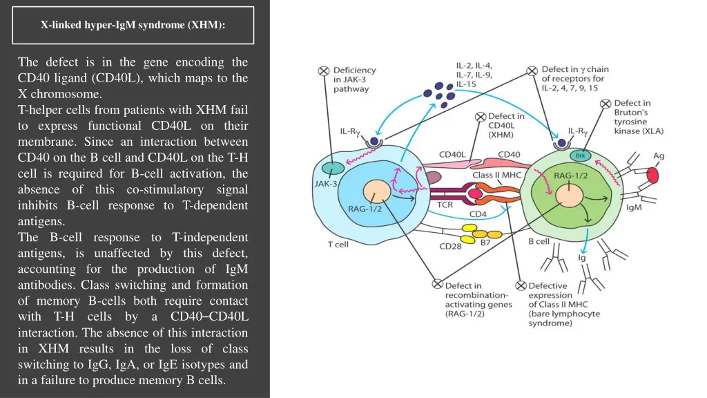 x linked hyper igm syndrome xhm