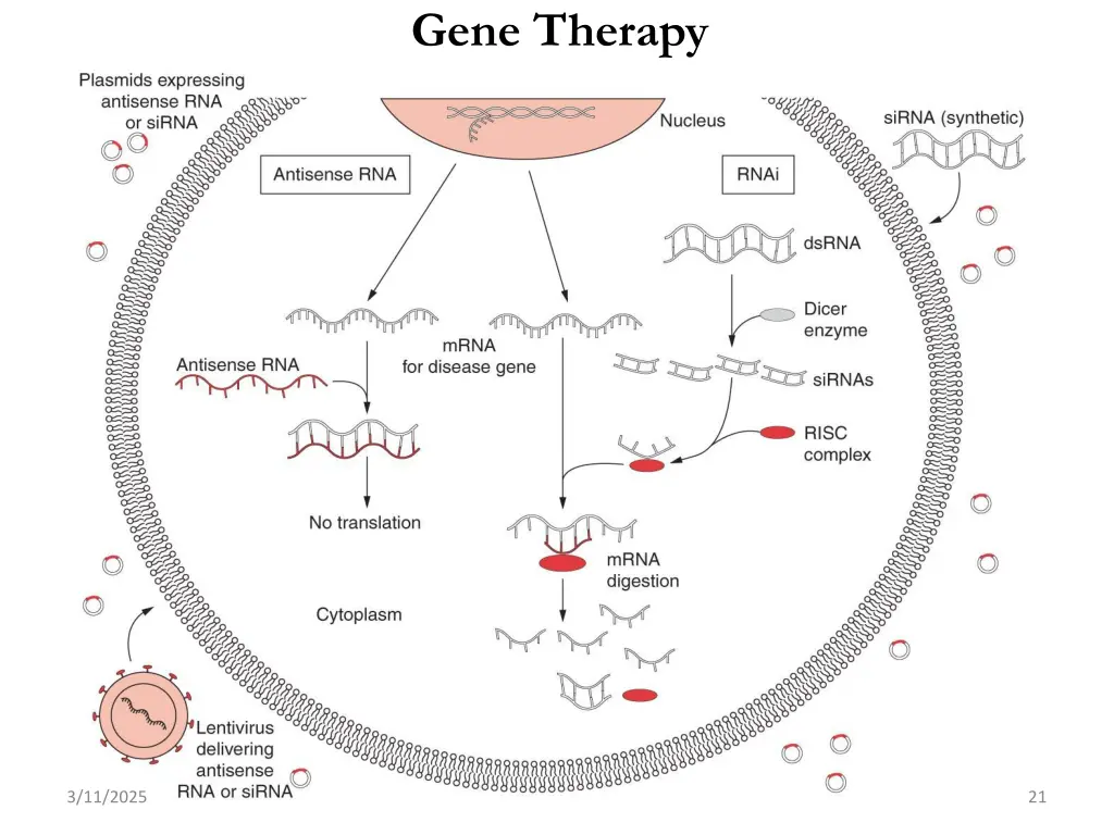 gene therapy 3