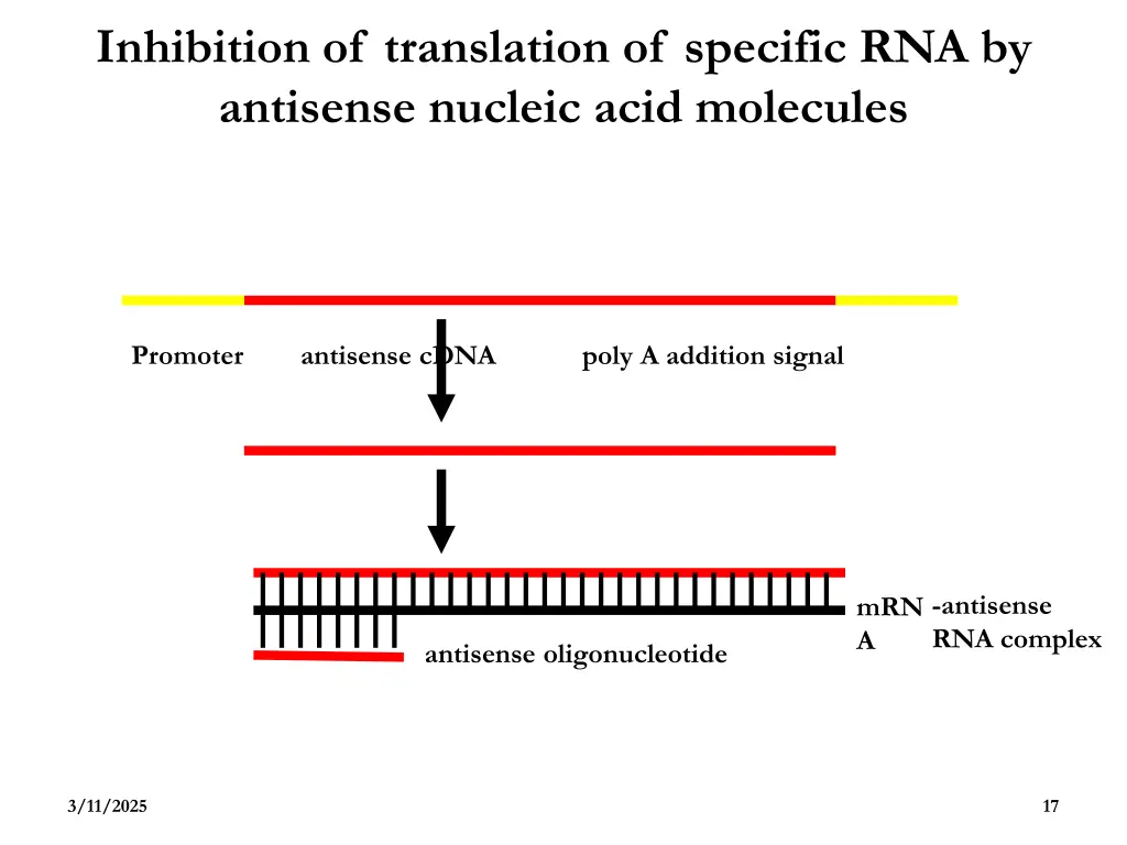 inhibition of translation of specific