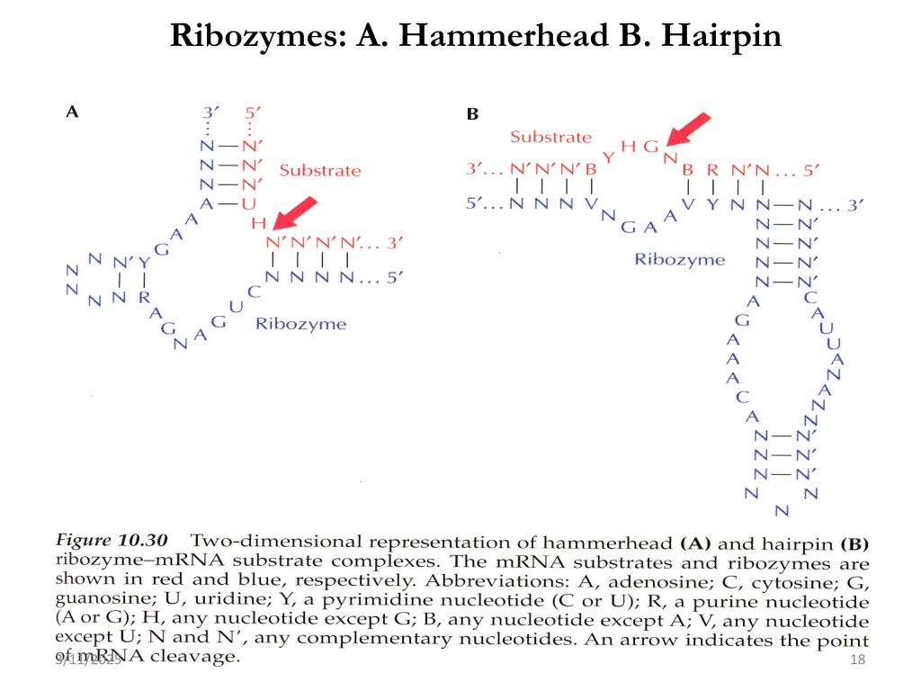 ribozymes a hammerhead b hairpin