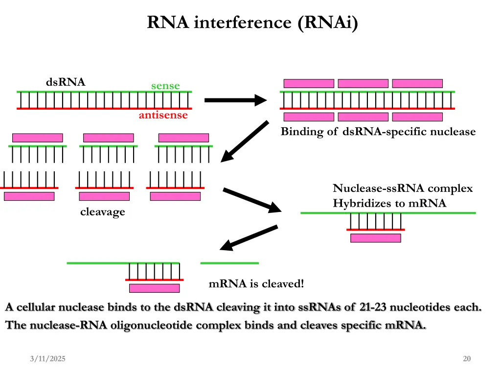 rna interference rnai 1