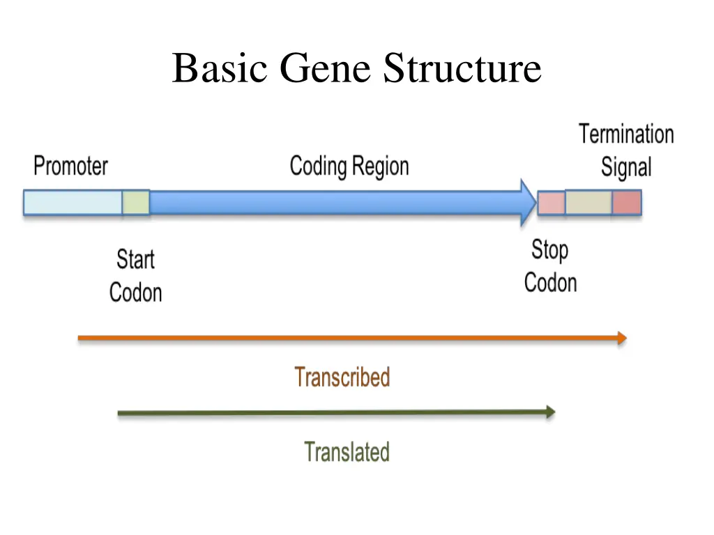 basic gene structure