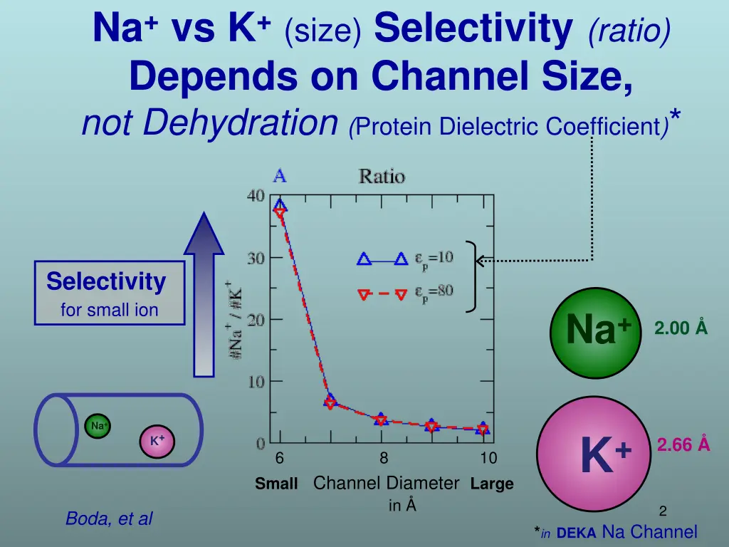 na vs k size selectivity ratio depends on channel