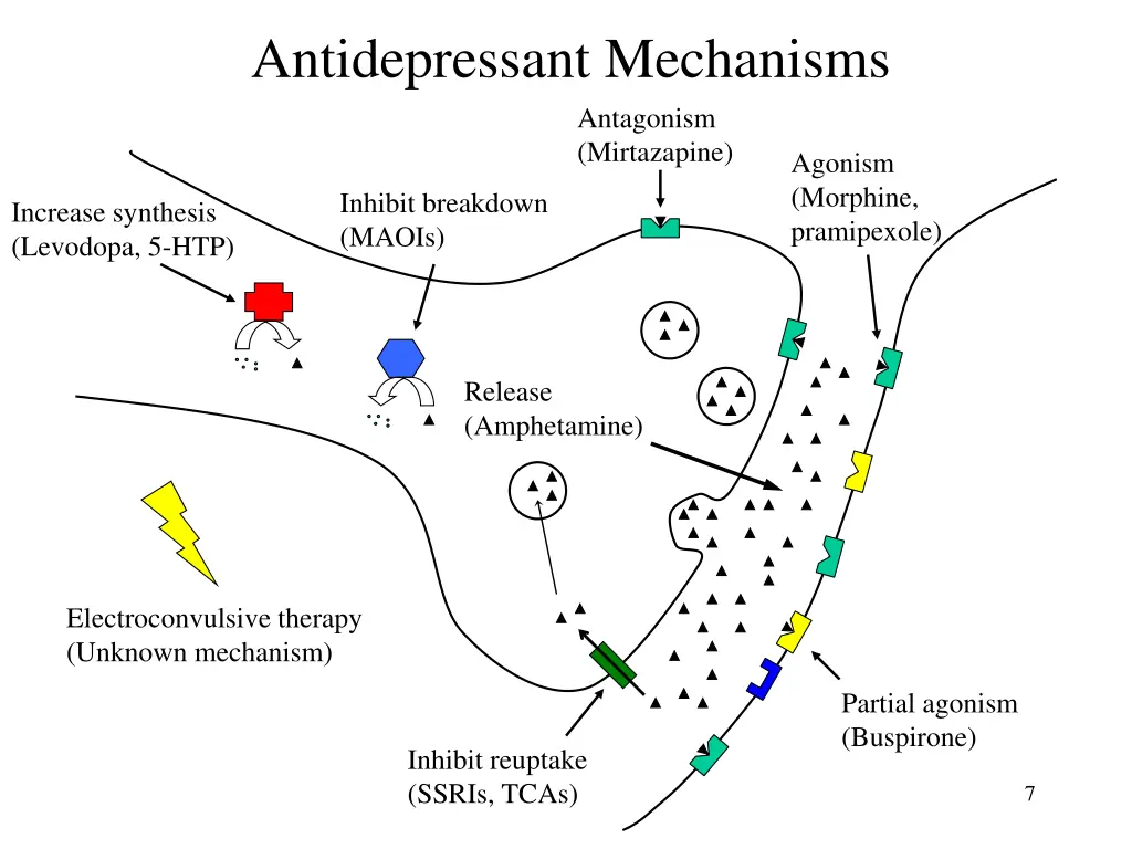 antidepressant mechanisms