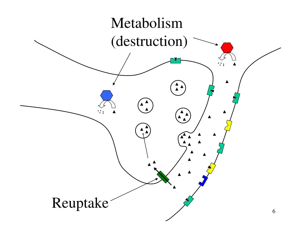 metabolism destruction