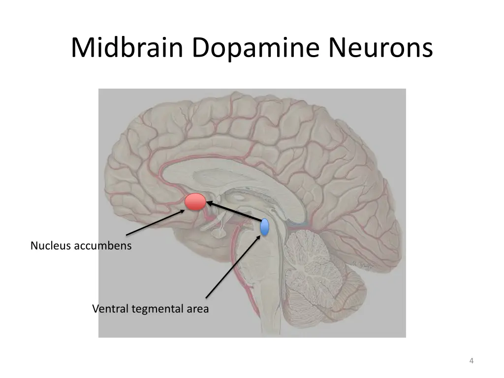 midbrain dopamine neurons