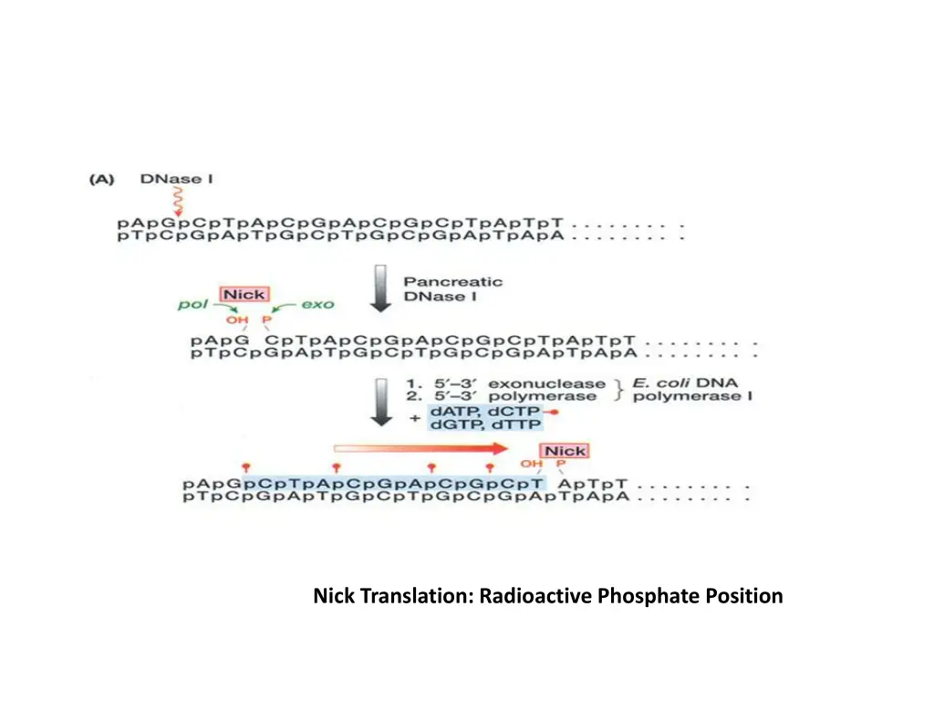 nick translation radioactive phosphate position