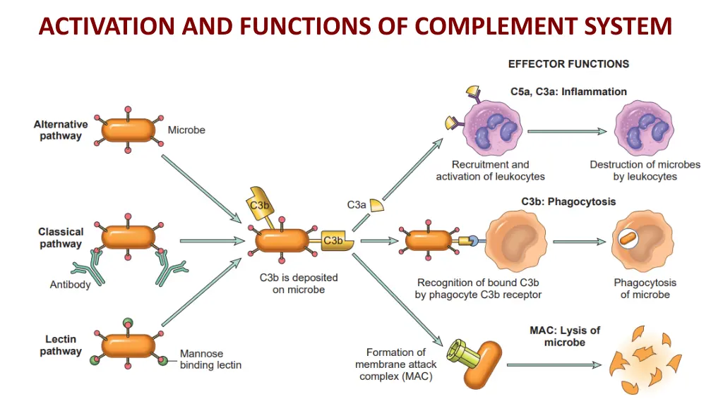 activation and functions of complement system