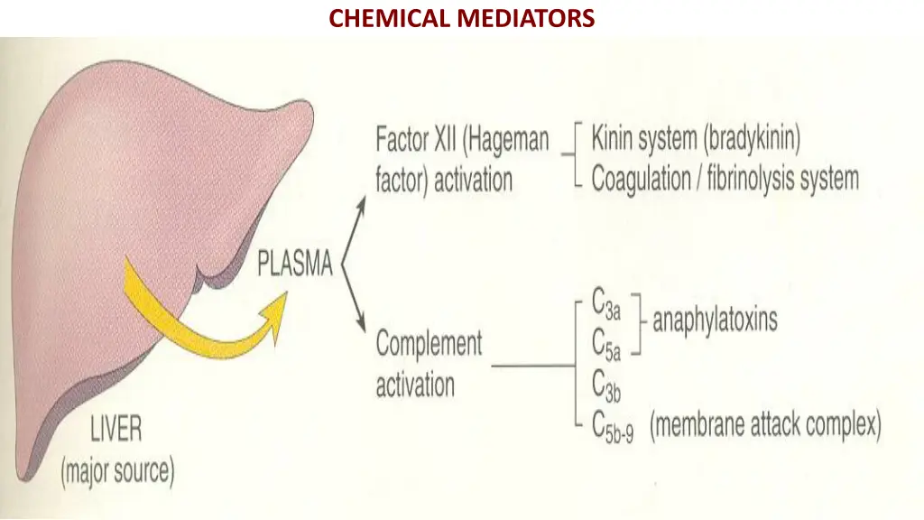 chemical mediators 2