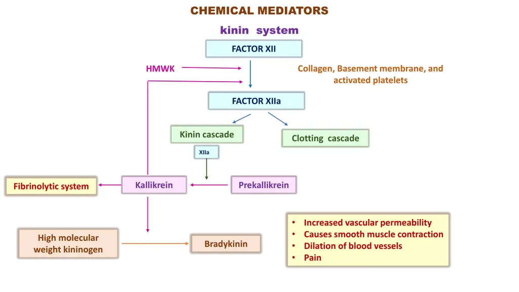 chemical mediators kinin system