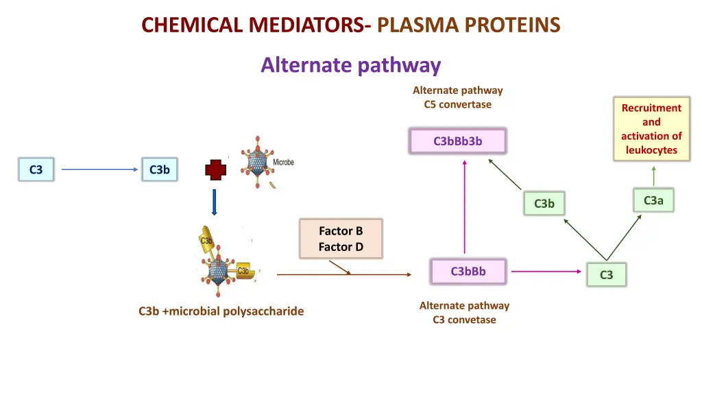chemical mediators plasma proteins 1