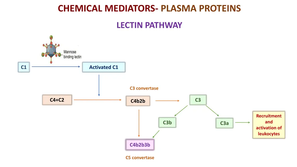 chemical mediators plasma proteins 2