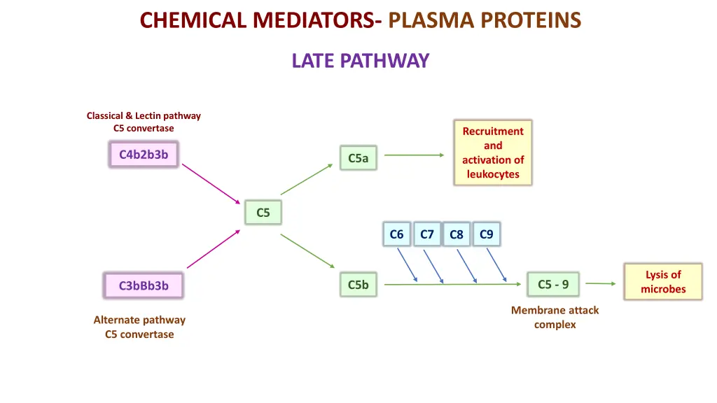 chemical mediators plasma proteins 3
