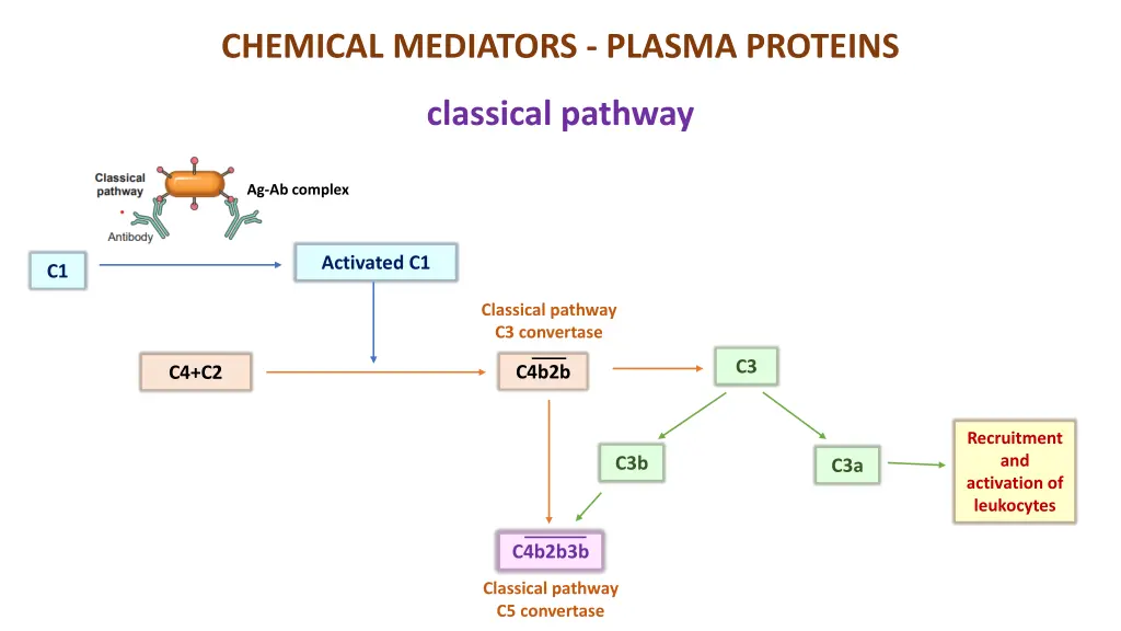 chemical mediators plasma proteins