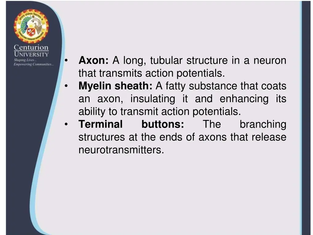 axon a long tubular structure in a neuron that