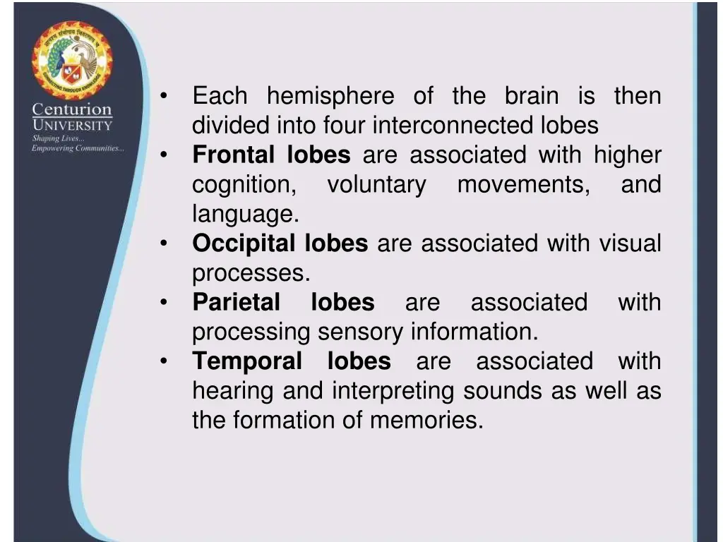 each hemisphere of the brain is then divided into