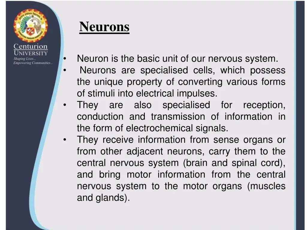 neurons
